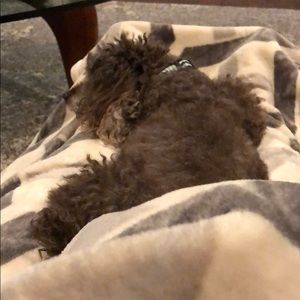 Meet your Posher, Faye